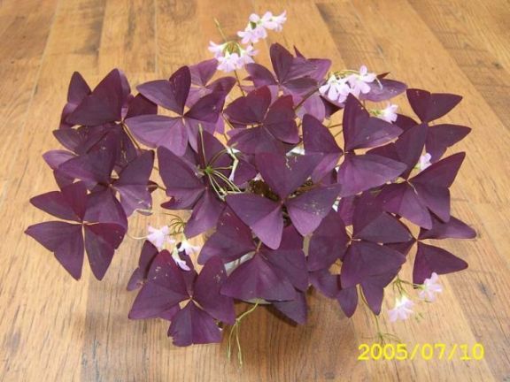 ����ҿ�����������ӣ��ÿ���Ҷ���ϣ�����ʵһ��