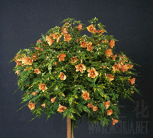 ABUTILON-PICTUM-THOMPSONII13.gif