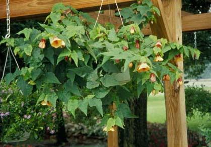 Abutilon2.jpg