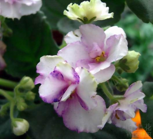 CIMG0629.JPG