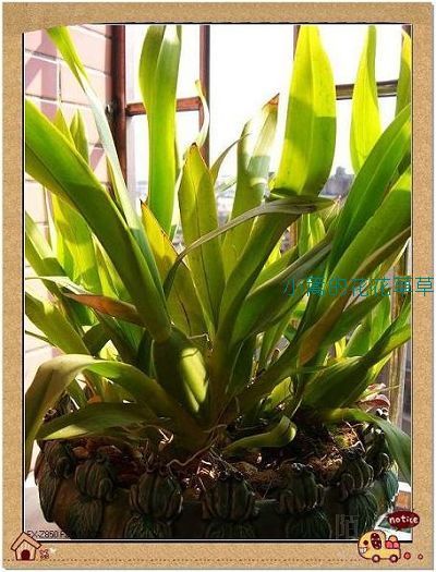 ��һ����������ˣ�һ��ïʢ��