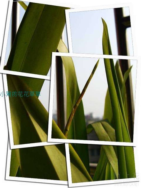 ��������һ֧����