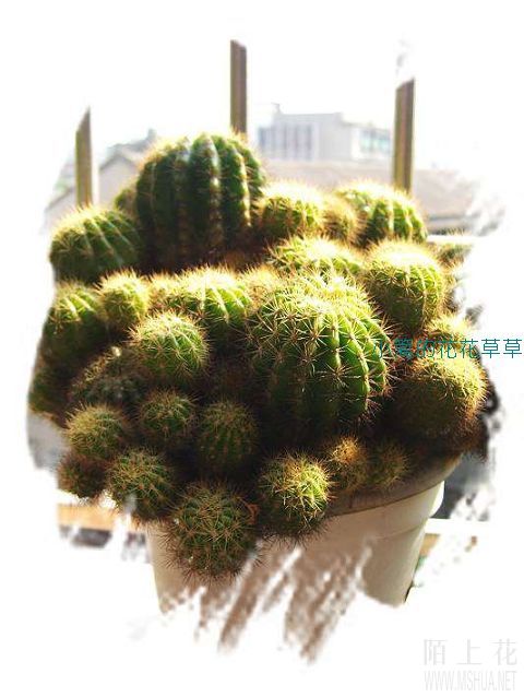 ����ǿ��һ�ţ�������