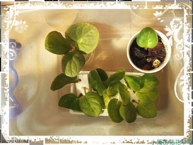 ���ź���