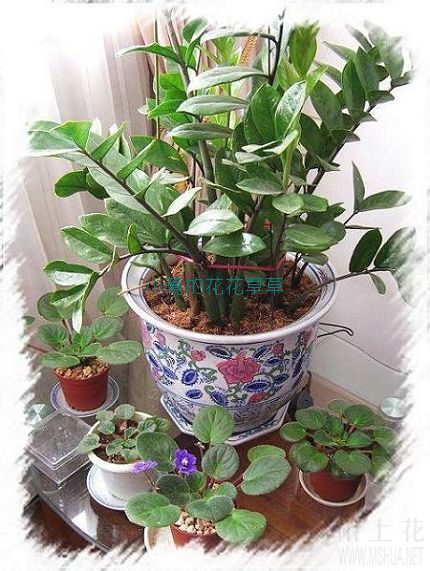 �����Ҹ���Ŷ����Ϊ�кܶ��������