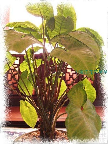 ˮ��Ĳ�֪��ֲ�����ʲôֲ�ﰡ��