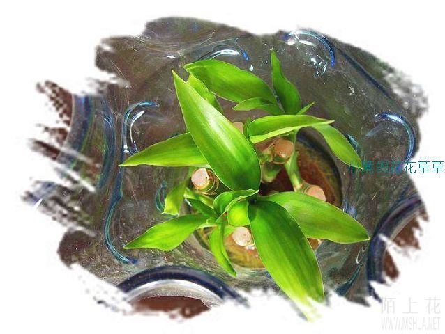 ��ǰ����̫�û���̫���Ķ������п������������˿�ˮ�࣬���ڳ�С������������ɫ������ɫ����������ī��ɫ