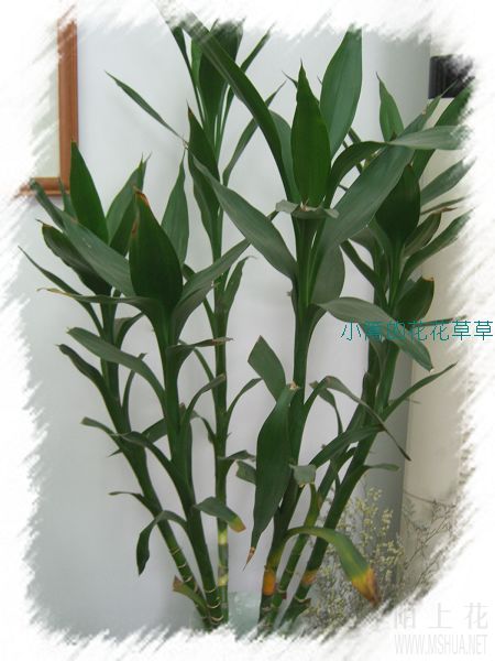 ��������ĸ�����