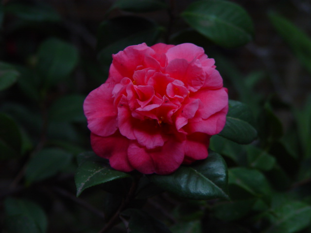 DSC06048.JPG