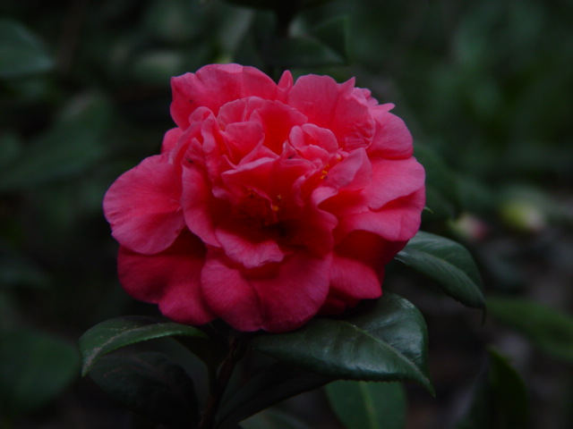 DSC06049.JPG