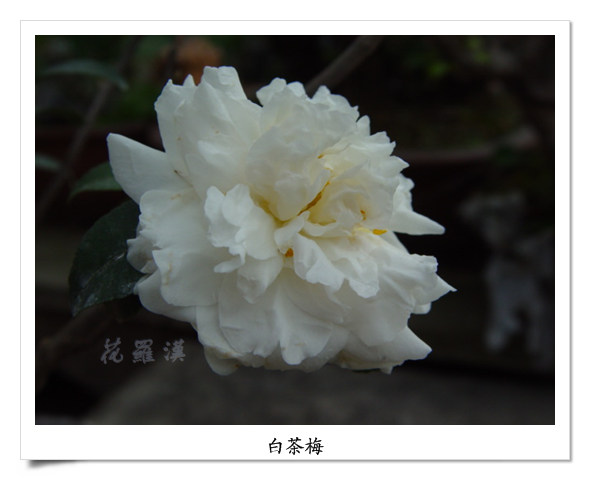 DSC06072.jpg