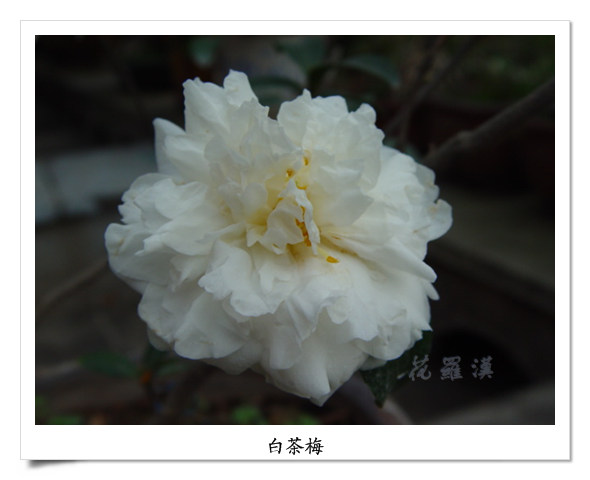 DSC06073.jpg