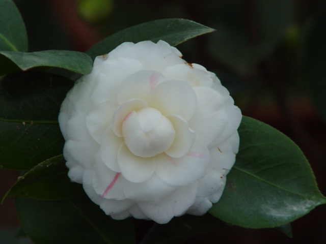 DSC06090.JPG