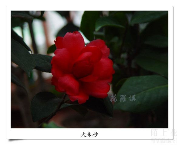 DSC06091.jpg