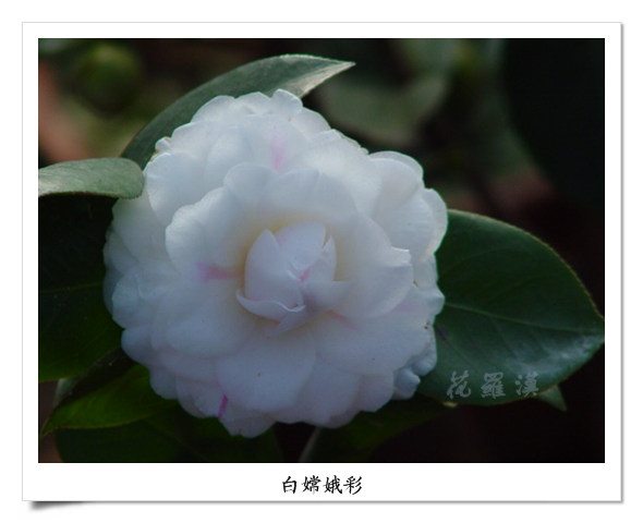 DSC06106.jpg