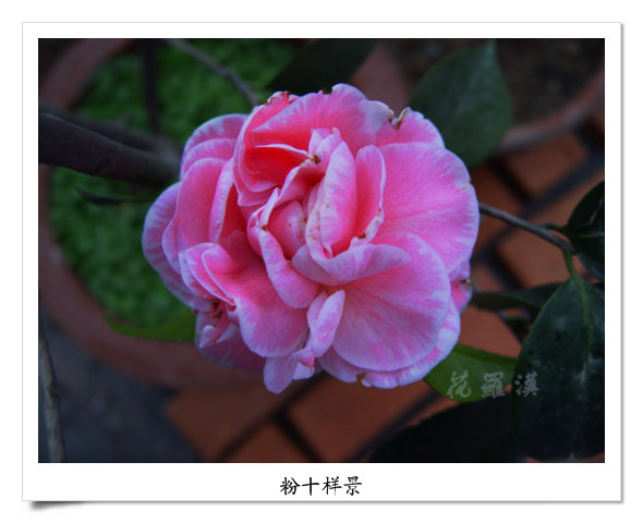 DSC06110.jpg