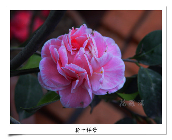 DSC06112.jpg