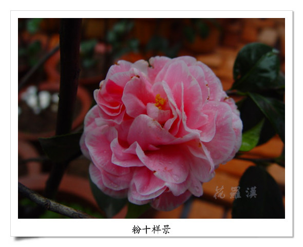 DSC06130.jpg