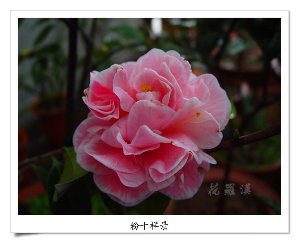 DSC06132.jpg