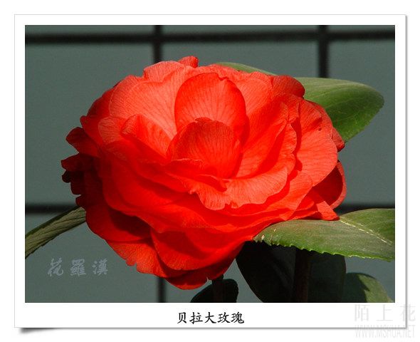 DSC06455.jpg