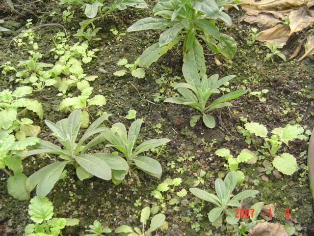 �����л��ŵ�������