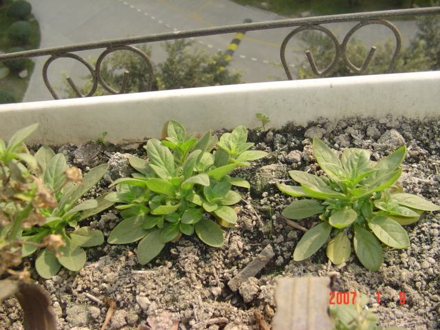 ��̺����ı���