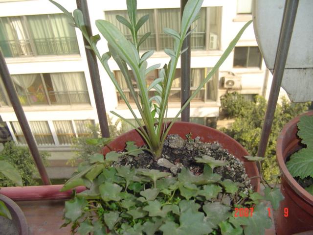 Ψһ������һ��ѫ�¾գ��Բ���С���ӻ������ķ��ӡ�