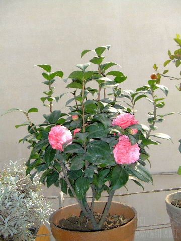 DSCF1675.JPG
