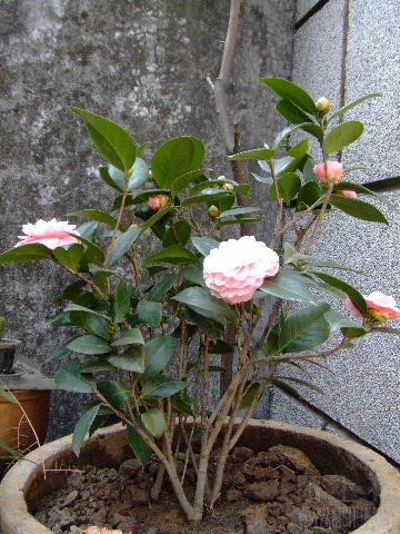 DSCF1681.JPG