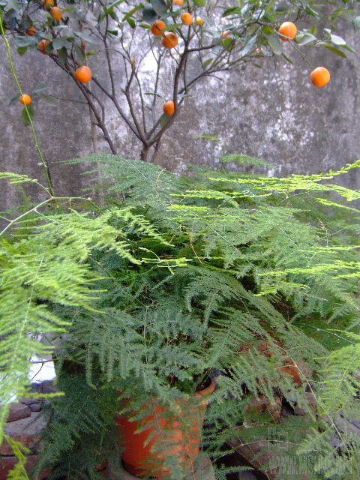 DSCF1683.JPG