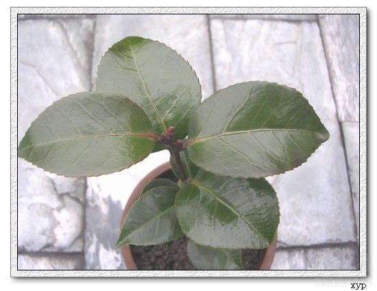 DSCN4615.jpg