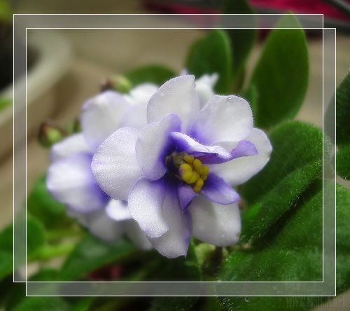 DSCN9688.JPG
