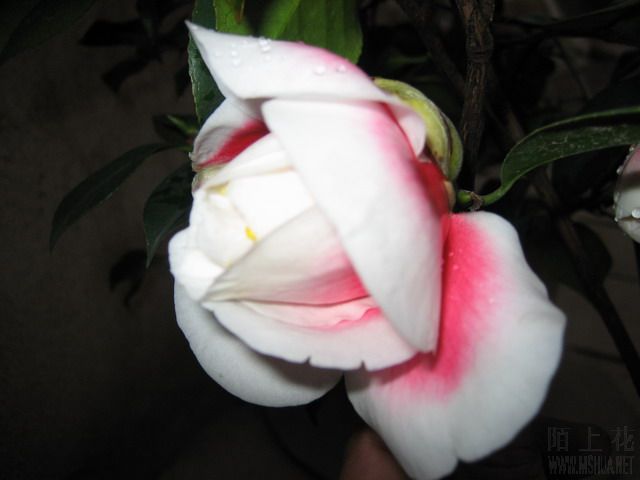 ��˸