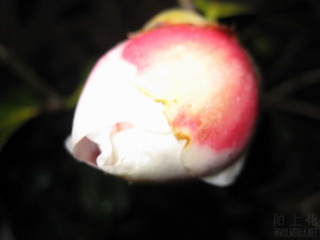 ��˸