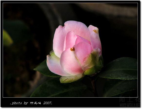 IMG_2870.jpg