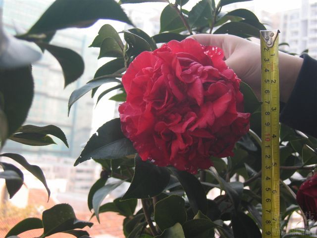 IMG_3685.jpg