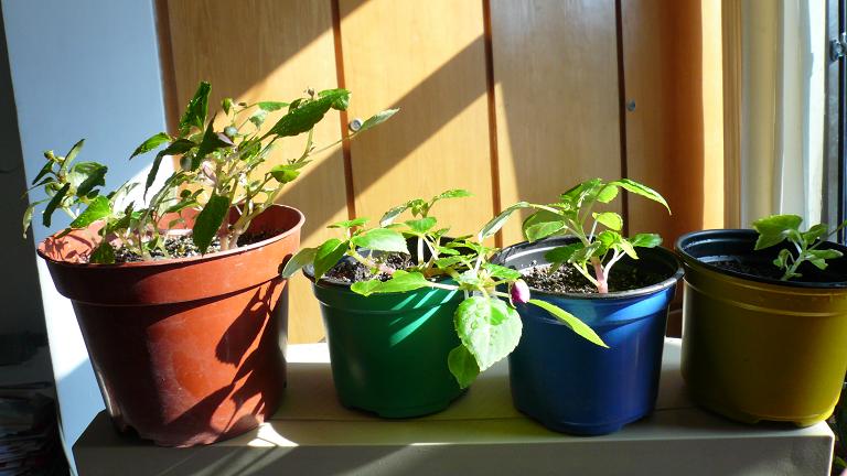 ��������ǰ�ĵĴ��Ӱ