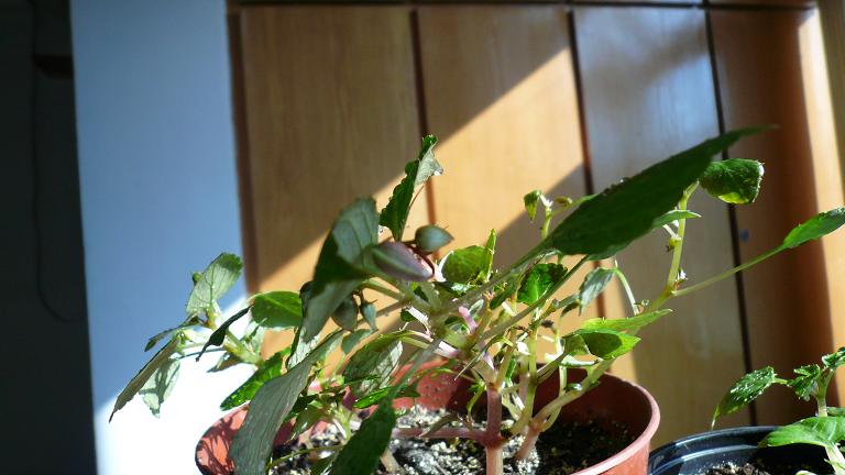 �������ֲ���д