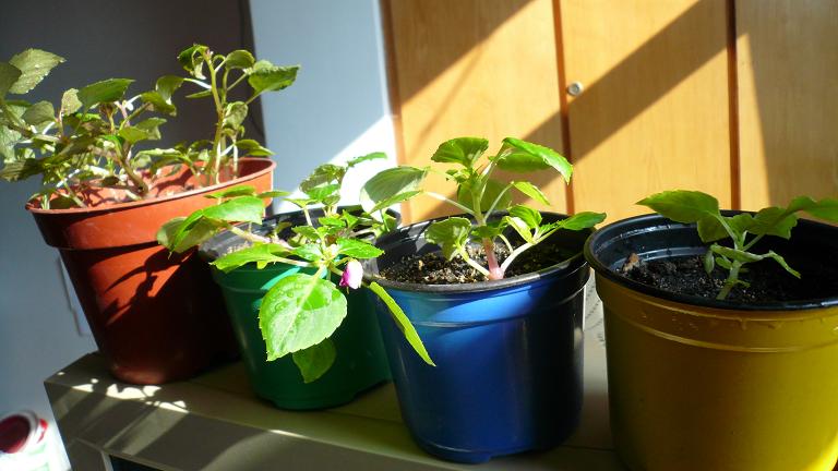 ��������ǰ�ĵĴ��Ӱ