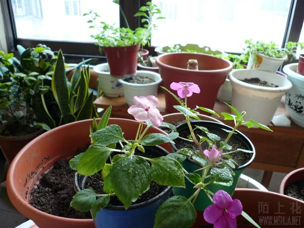 �ֿ���һ����ɫ���ˣ������ķ�