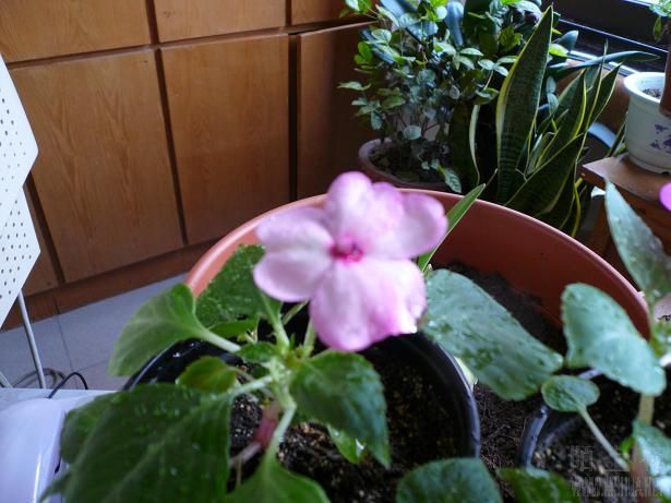 ����һ����ɫ�ģ������ķ�