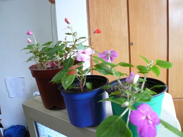 ~~~~~��Ӱһ��