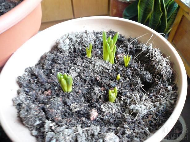 ���ѷ�����