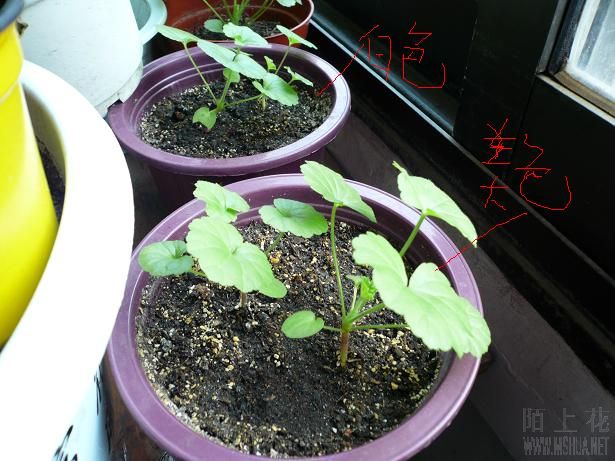 �����죬�ֳ���Щ�ˡ�