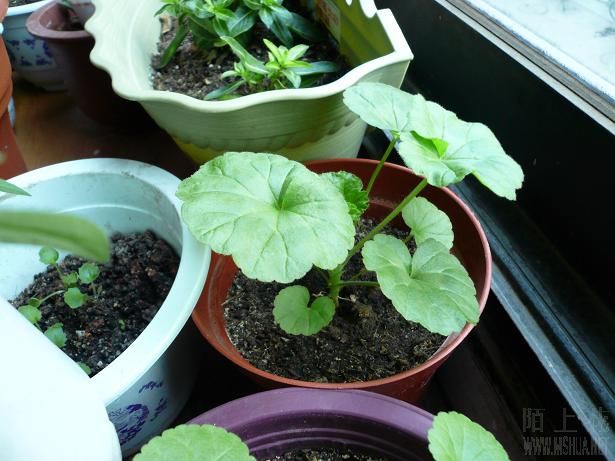 ��������õɫ������