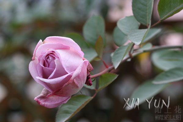 IMG_8125 ����.JPG