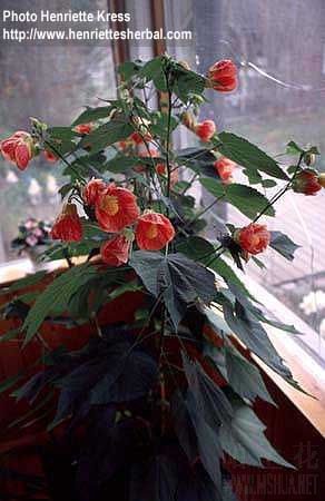 abutilon-hybr.jpg