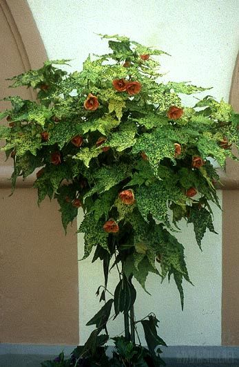 abutilon.jpg