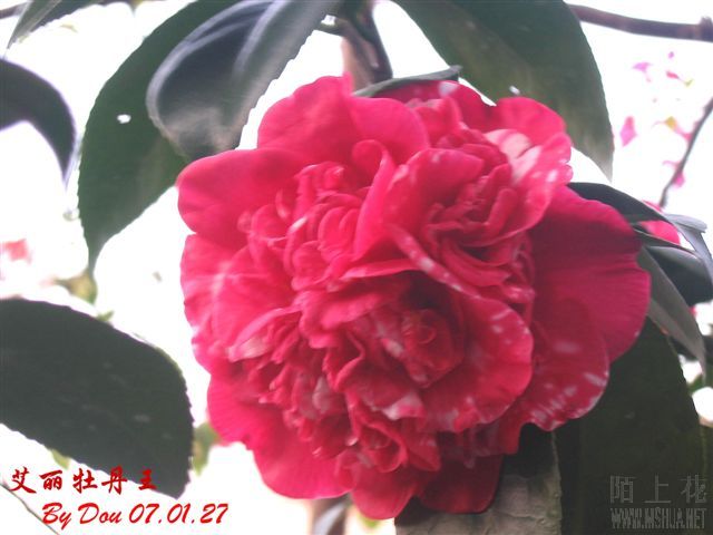 ���꿪�İ���ĵ����