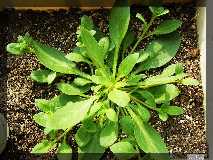 ��צ������